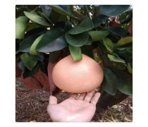 三紅蜜柚苗批發(fā)優(yōu)質(zhì)商家置頂推薦產(chǎn)品