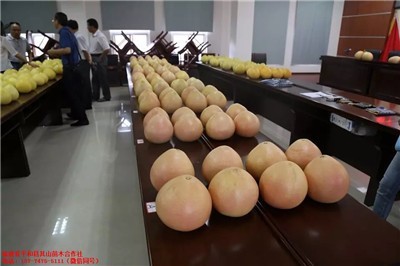 長樂大三紅柚子果苗批發(fā)與市場潛力分析