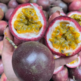 四川眉山仁壽縣柚子批發 優質產地貨源與農業基地指南