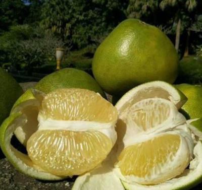 云南昆明官渡區(qū)泰國青柚批發(fā) 優(yōu)質(zhì)果品，實惠價格