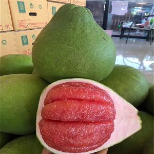 柚子批發市場指南 渠道、價格與采購策略