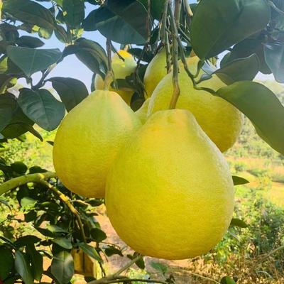 廣西賀州八步區沙田柚 正宗產地直發，打造優質供應鏈